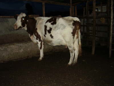 4-Cow milk1